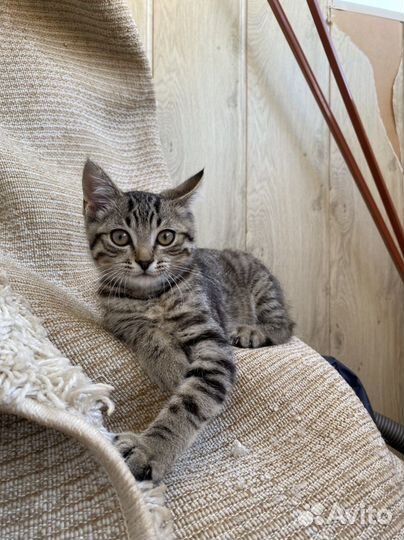 Котенок в дар бесплатно