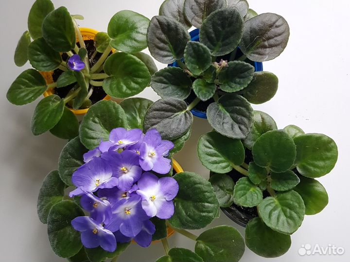 Фиалки сенполии