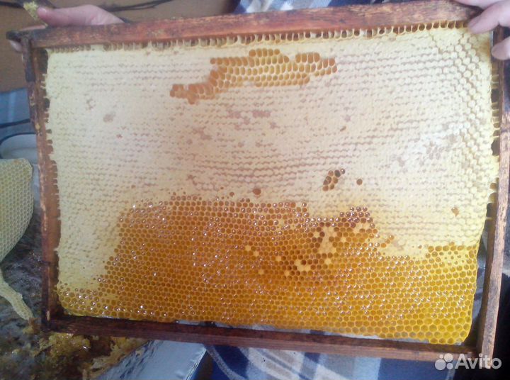 Мед натуральный из Алтая оптом