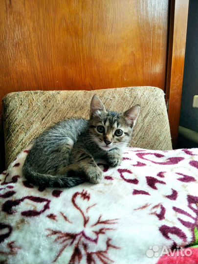 Кошки в добрые руки бесплатно