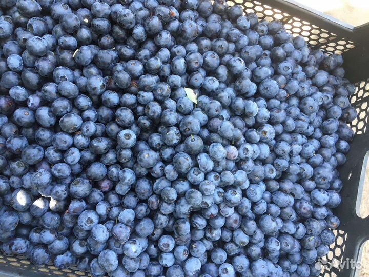 Виктория Садовая Мариэль