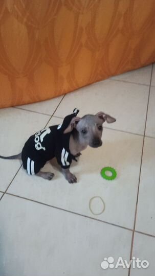 Одежда для маленьких собак