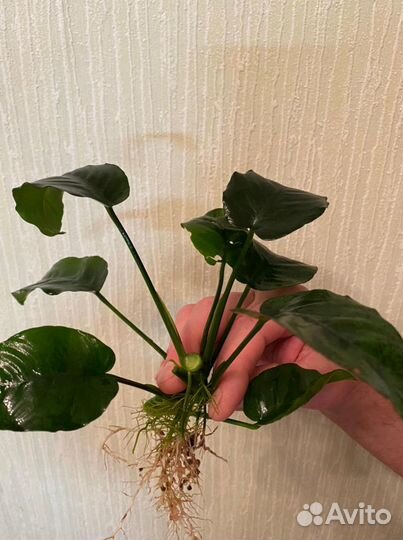 Аквариумные рыбки и растения