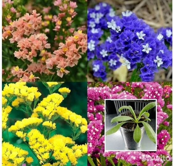 Колеус, статица,лобелия,бархатцы,седум(очиток)