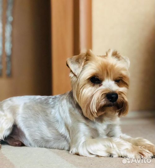 Стрижка собак и кошек (выезд на дом)