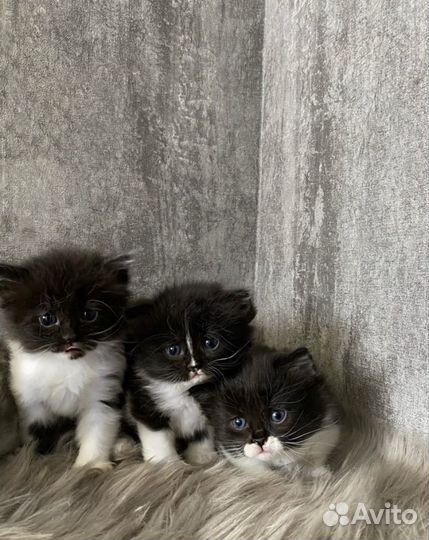 Сибирские котята