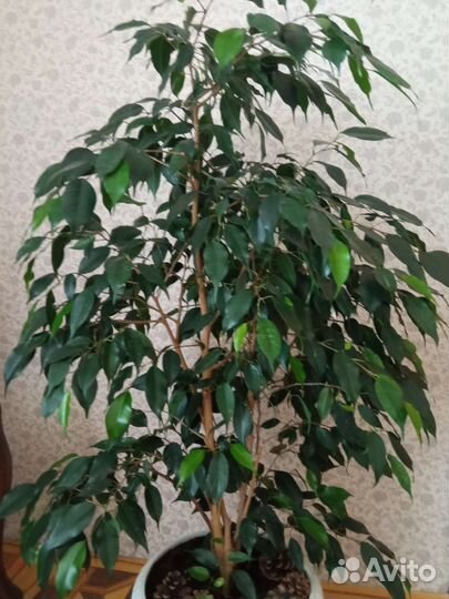 Фикус бенджамина