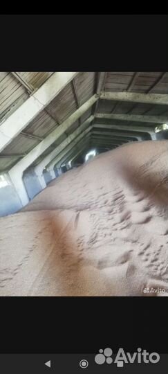 Пшеница зерно