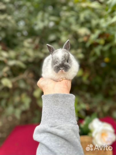 Ручной крольчонок с ладошку