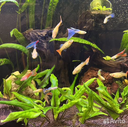 Рыбки гуппи