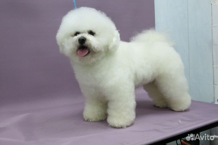 Бишон фризе вязка