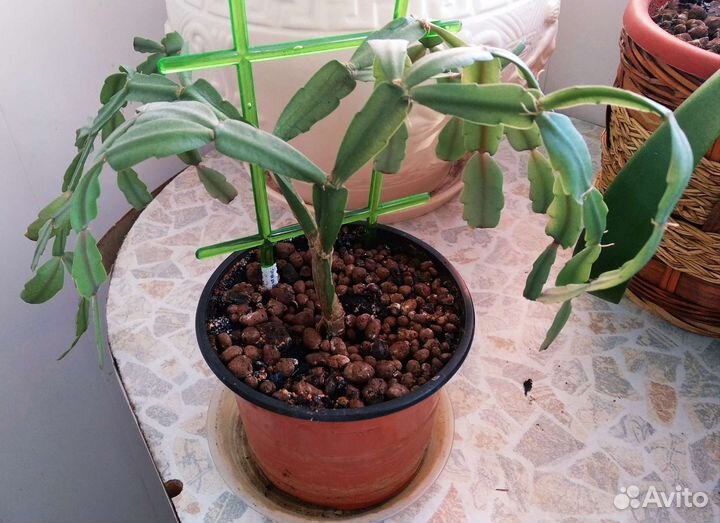 Декабрист розовый с горшком