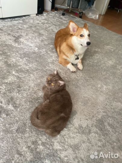 Вельш-корги пемброк вязка