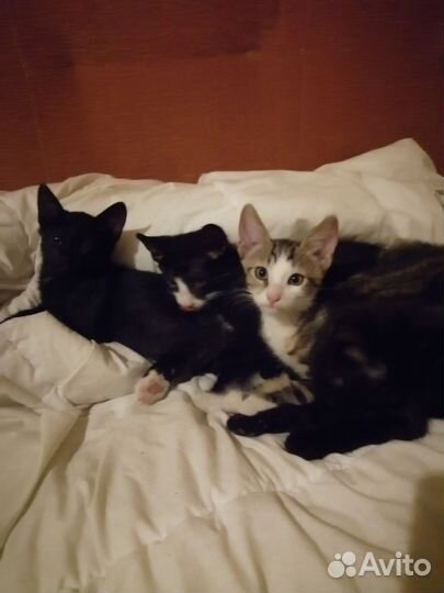 Котята