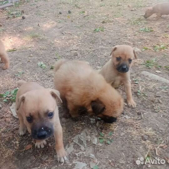 Щенки бесплатно