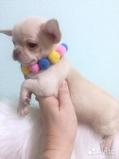 Чихуахуа девочки РКФ