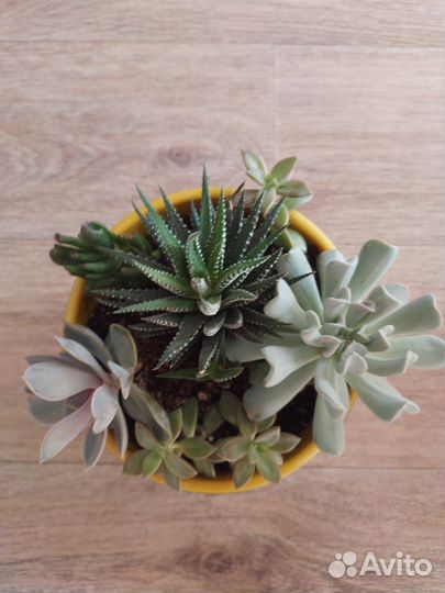 Суккуленты