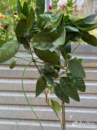 Мандарин Сентябрьский с 6 плодами