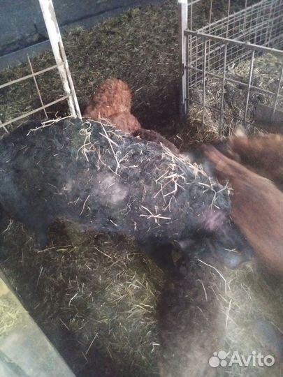 Венгерская мангалица, свиньи, свиноматка, поросята