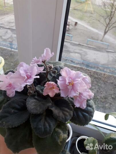 Фиалки комнатные