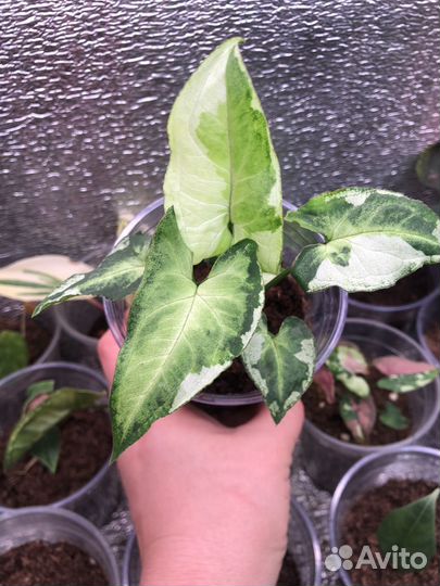 Сингониумы