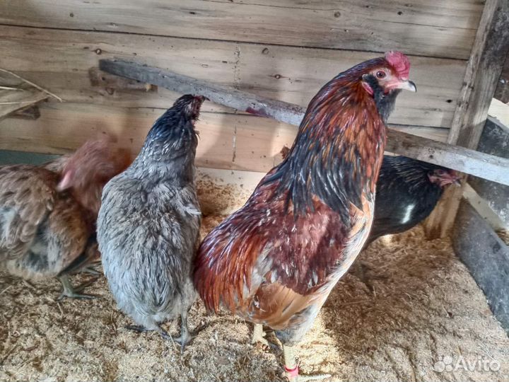 Домашняя птица