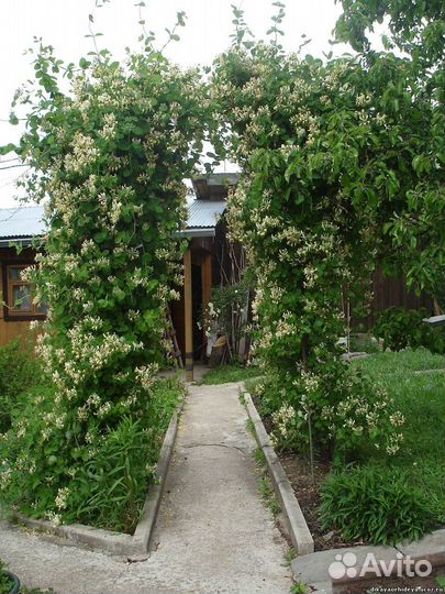 Жимолость каприфоль