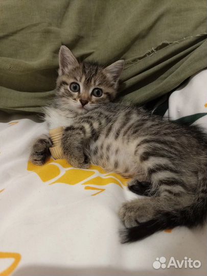 Котенок бесплатно