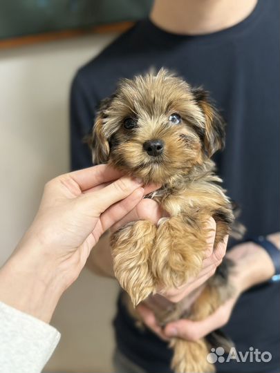 Йоркширский терьер мини щенки