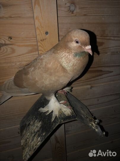 Голуби турки турецкие(такла)