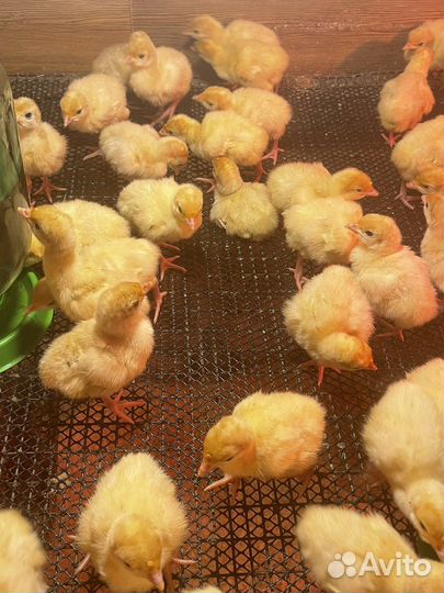 Индюк супер-тяжеловес Конвектор