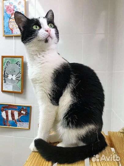 Кошечка Удача в добрые руки