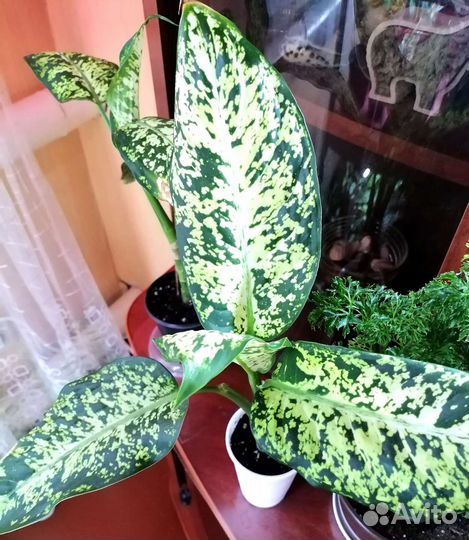 Комнатные цветы