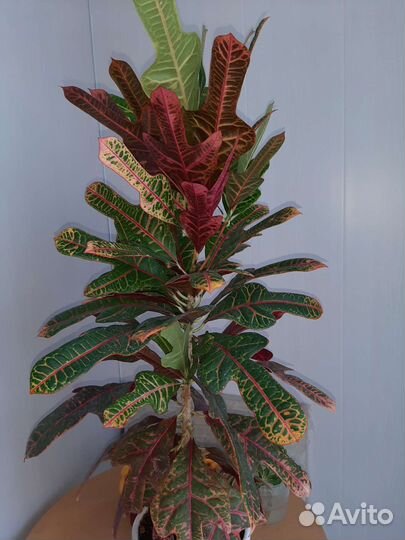 Кодиеум кротон Экселент