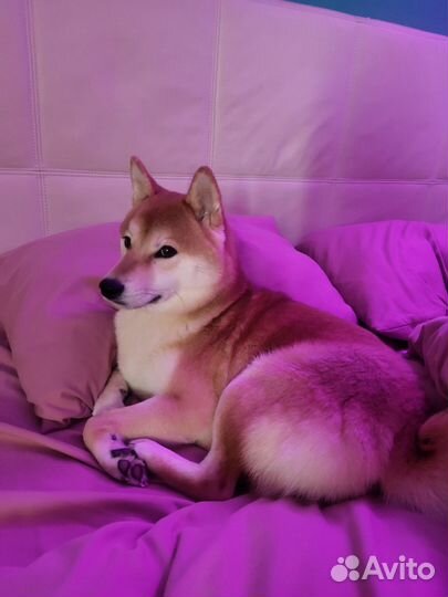 Собака модель для фотосессии Сиба-ину