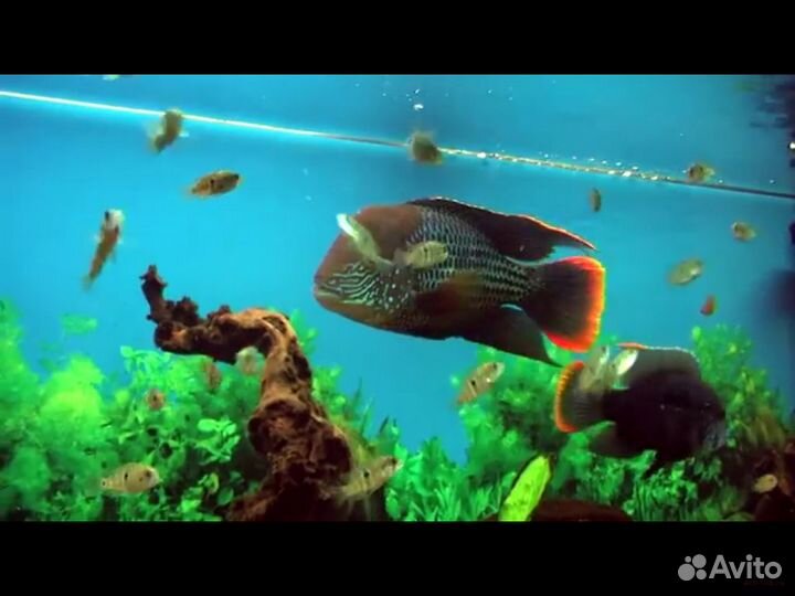 Продам рыбок
