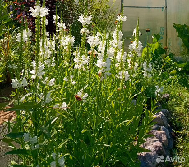 Многолетники