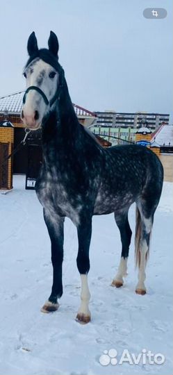 Жеребец орловский рысак. Старотипная орловка