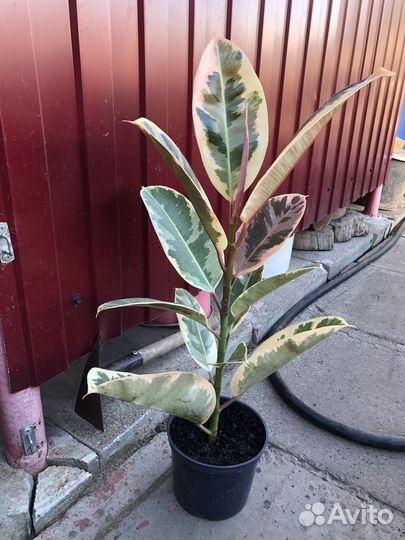 Фикус Эластика Тинеке