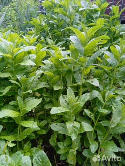 Мята ароматная ментоловая и мелисса с корнями