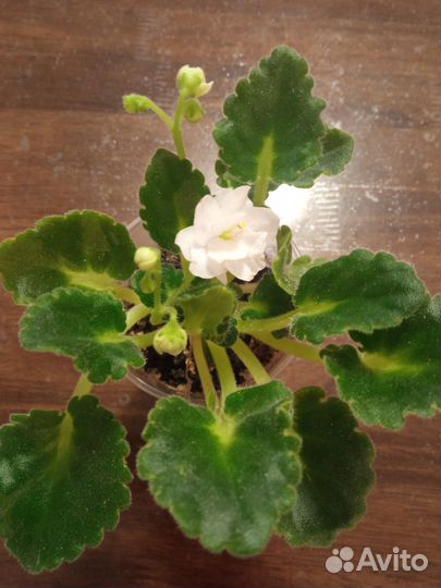 Цветущие молодые фиалки