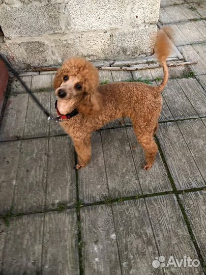 Стрижка собак