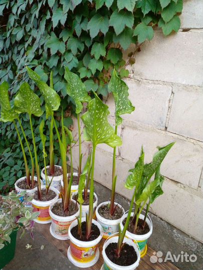 Каллы садовые