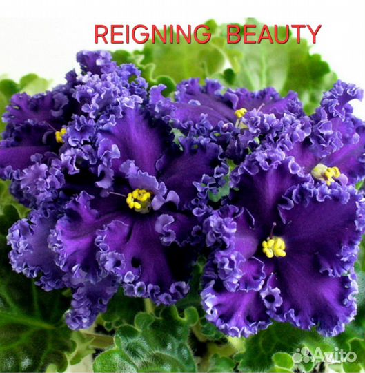 Детки сортовых фиалок