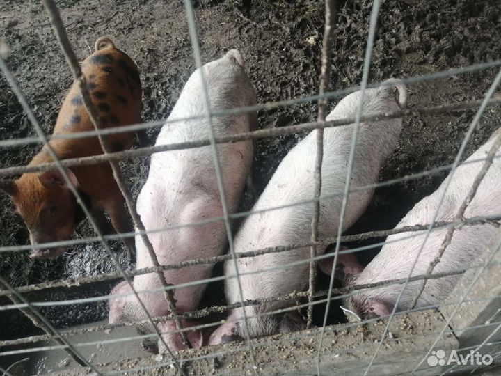 Продаются поросята
