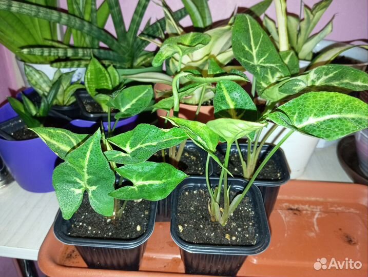 Сингониум кустовой