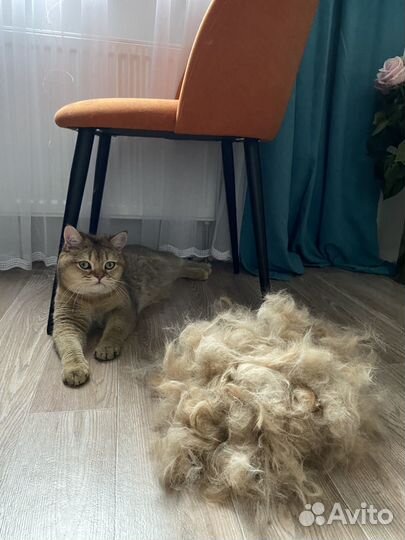 Груминг мейн-кунов и не только