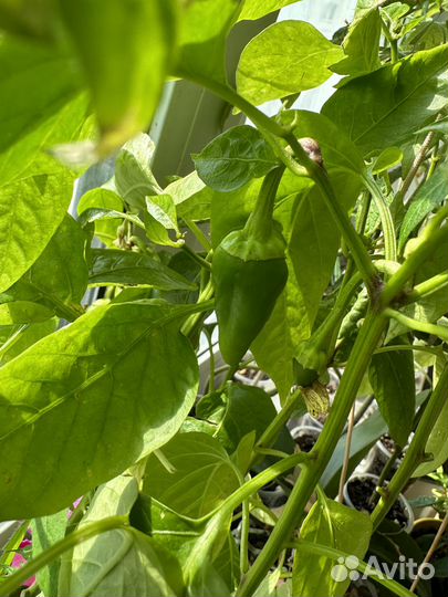 Рассада перцев, помидор