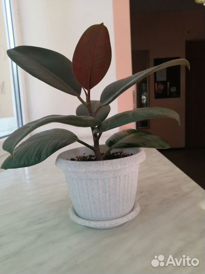 Фикус каучуконосный