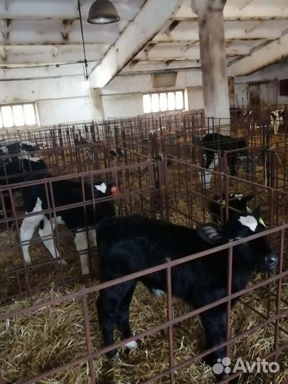 Бычки на продажу